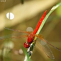 Diplacodes haematodes (Scarlet Percher) in Barron Water Park<br />Canon EOS 7D + EF70-200 F4.0L + EF1.4xII